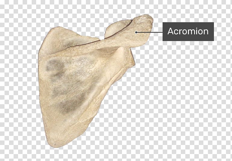 Scapula Anatomy Acromion Joint Bone, medial border of scapula transparent background PNG clipart