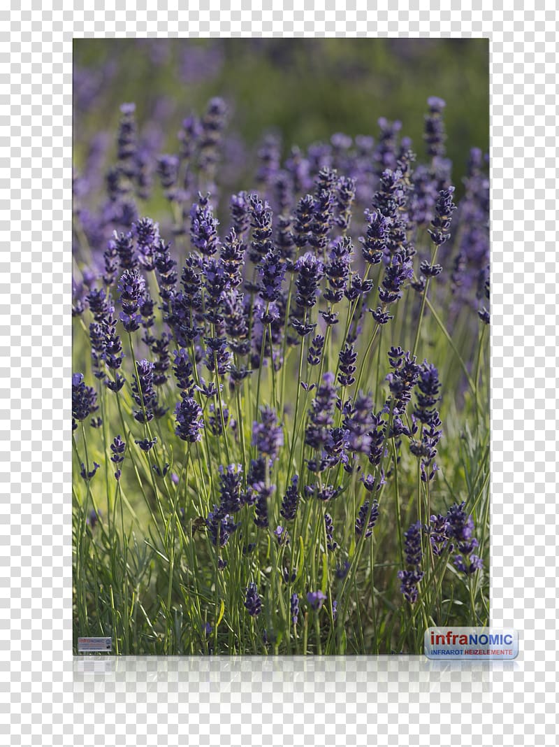 English lavender Infrared heater French lavender Berogailu, Wolff Klinkerbau Gmbh transparent background PNG clipart