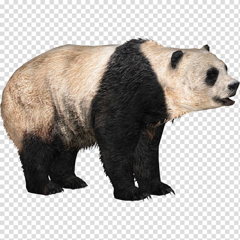 Zoo Tycoon 2 Giant panda Brown bear, panda transparent background PNG clipart
