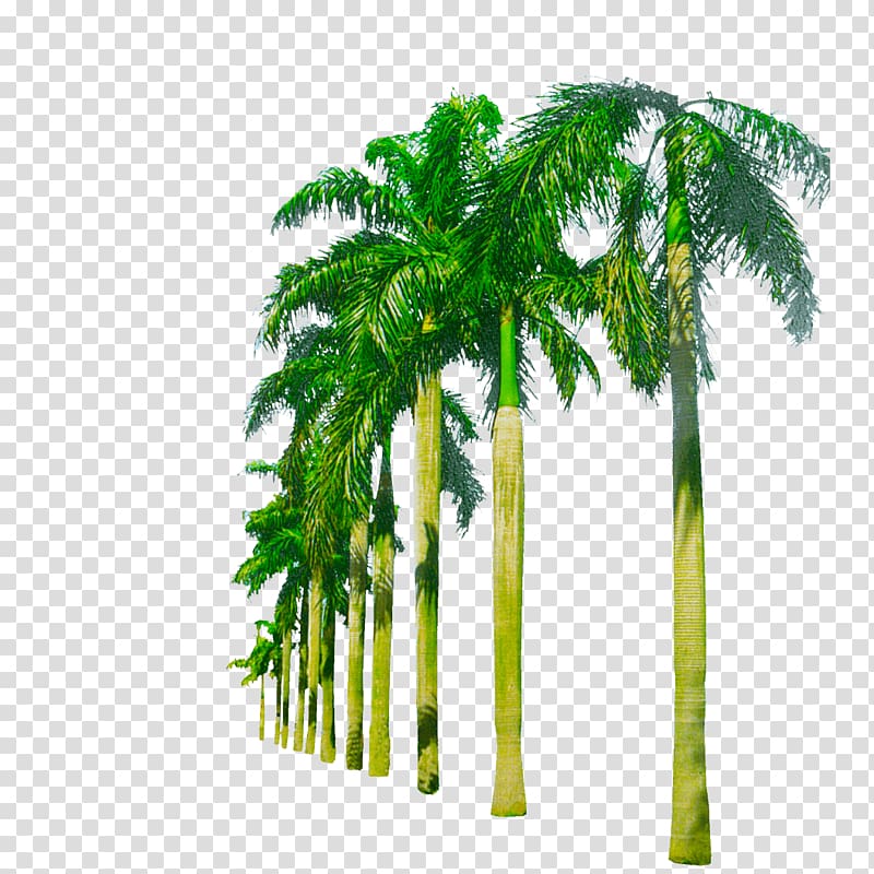 Nearly Natural 5259 Paradise Artificial Palm Trees Plants Hammock between palm trees Adonidia, tree transparent background PNG clipart