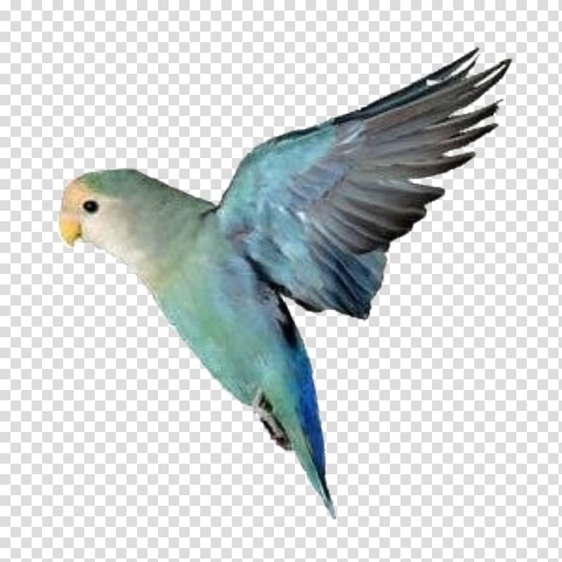 Rosy-faced lovebird Parrot Yellow-collared lovebird Budgerigar, parrot transparent background PNG clipart