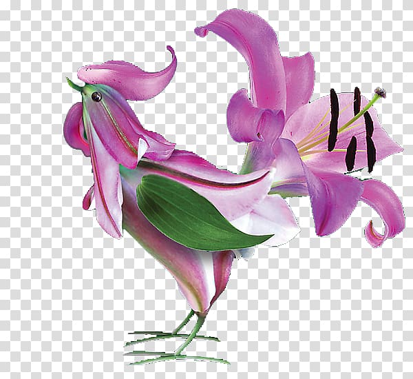 Rooster Flower Chicken Garden roses Bird, flower transparent background PNG clipart