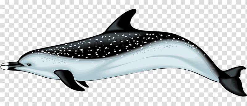 Common bottlenose dolphin Spinner dolphin Porpoise , Realistic transparent background PNG clipart