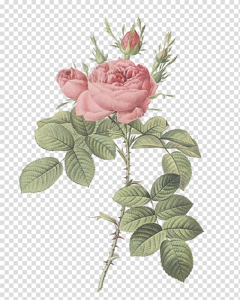Garden roses Damask rose Les roses Flower Botany, flower transparent background PNG clipart