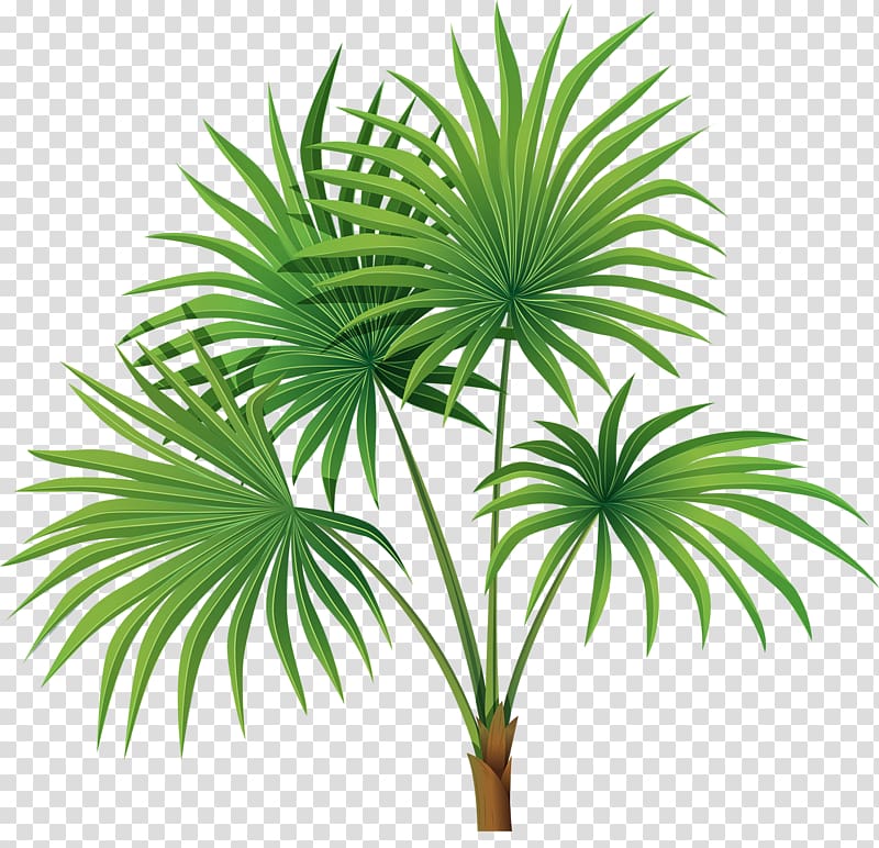 Arecaceae Tree Sabal Palm Leaf , Hand-painted palm leaves transparent background PNG clipart