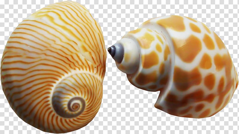 Seashell Nautilidae Conchology Painting Mollusc shell, conch transparent background PNG clipart