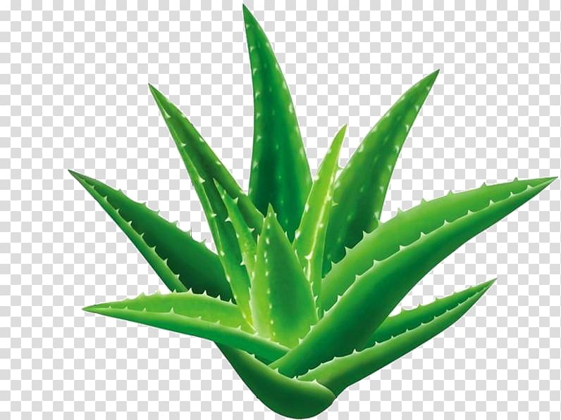 Aloe vera Seed Aloe emodin Gel Extract, Green aloe transparent background PNG clipart