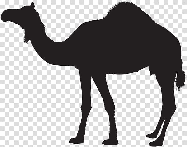 Dromedary Bactrian camel , Silhouette transparent background PNG clipart