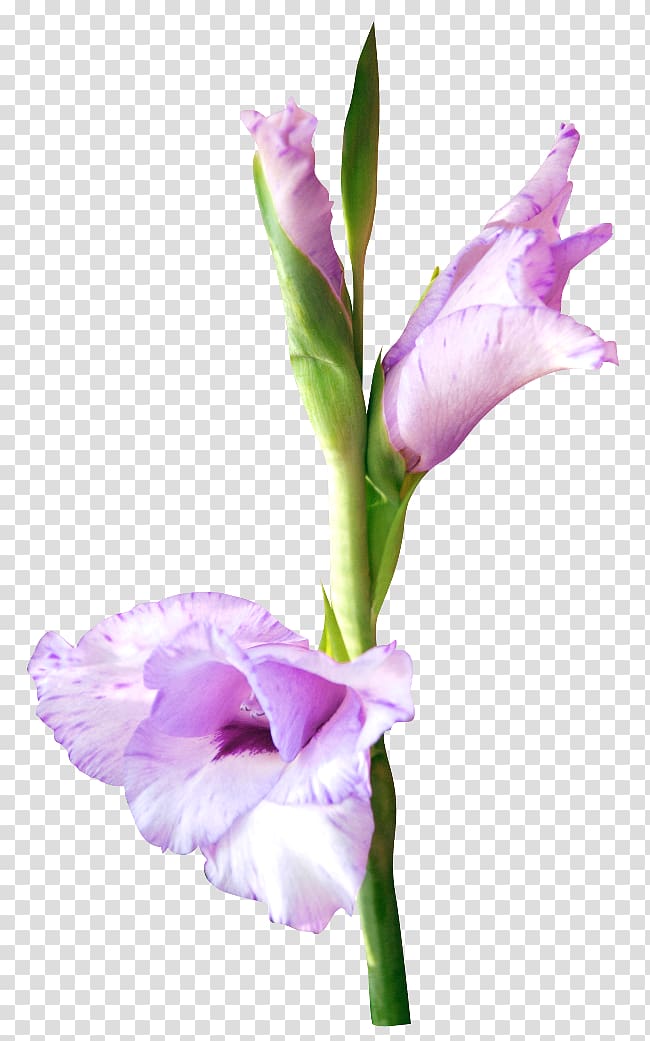 Gladiolus Cut flowers Petal Poinsettia, gladiolus transparent background PNG clipart