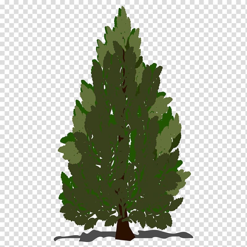 Pinus contorta Scots pine Pinus taeda Tree , pine transparent background PNG clipart
