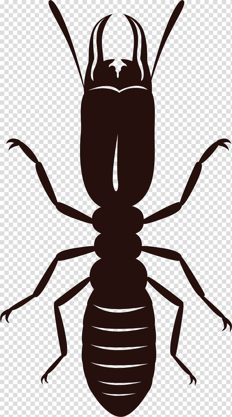 Insect Eastern subterranean termite Cockroach , insect transparent background PNG clipart