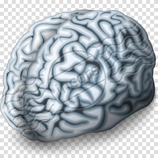 Human brain Neuroimaging Digital marketing Cerebral arteries, Brain transparent background PNG clipart