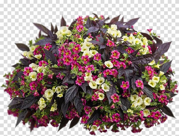 Container garden Hanging basket Calibrachoa Gardening, others transparent background PNG clipart