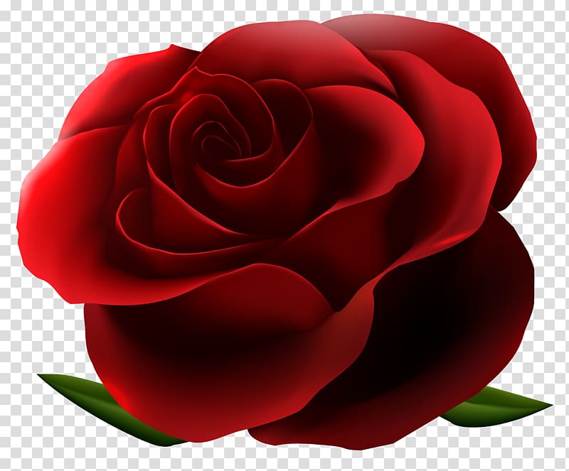 red rose flower illustration, file formats Lossless compression, Red Rose transparent background PNG clipart