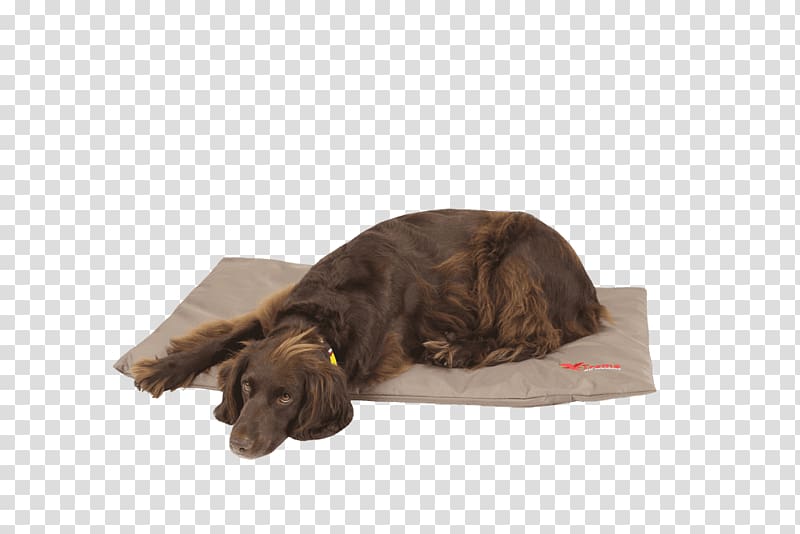 Boykin Spaniel Puppy Dog breed Bed Duvet, puppy transparent background PNG clipart