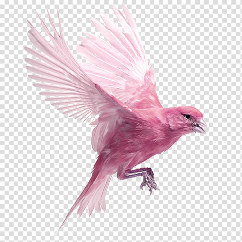 pink birds transparent background PNG clipart