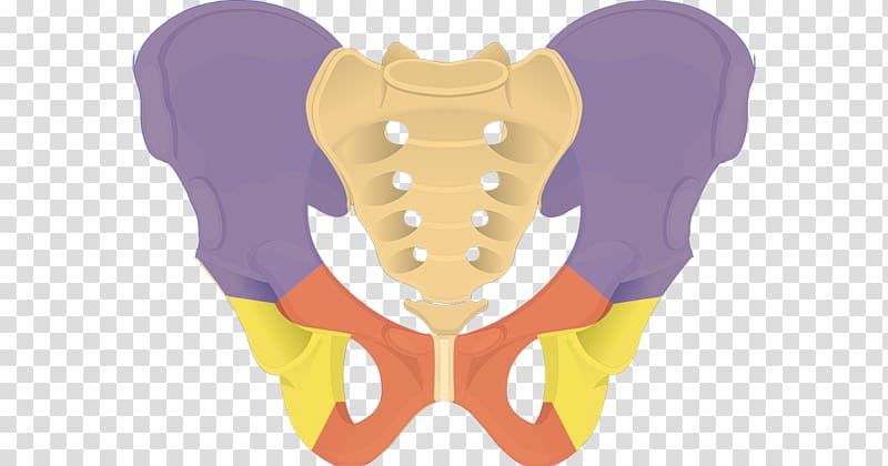 Hip bone Pelvis Iliac crest Pubis, others transparent background PNG clipart