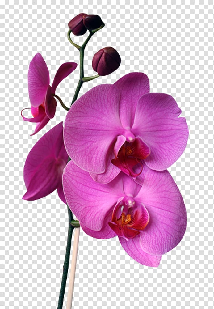 Orchids Flower Cattleya walkeriana Cattleya intermedia Cattleya labiata, flower transparent background PNG clipart