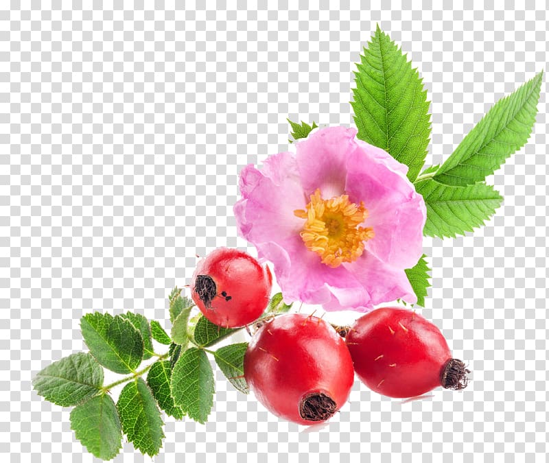 Sweet-Brier Rose hip seed oil Skin Rose oil, oil transparent background PNG clipart