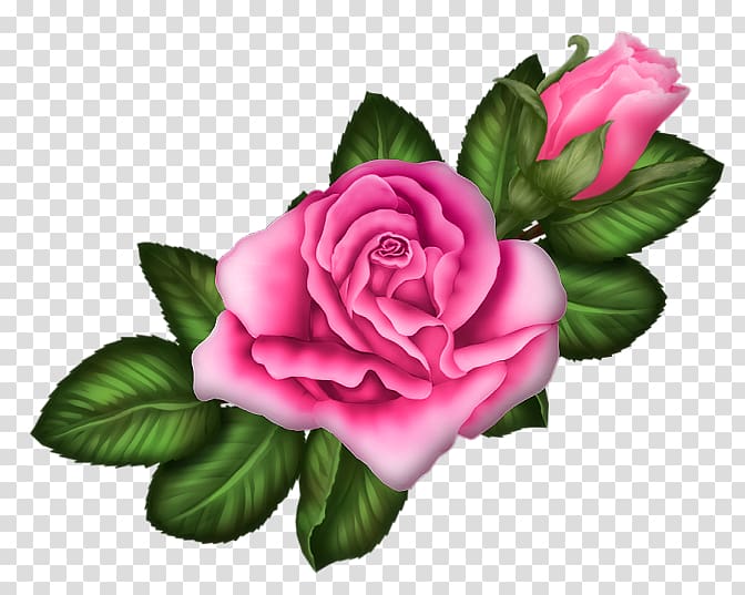 Garden roses Centifolia roses Rosa chinensis Floribunda Pink, Pink rose transparent background PNG clipart
