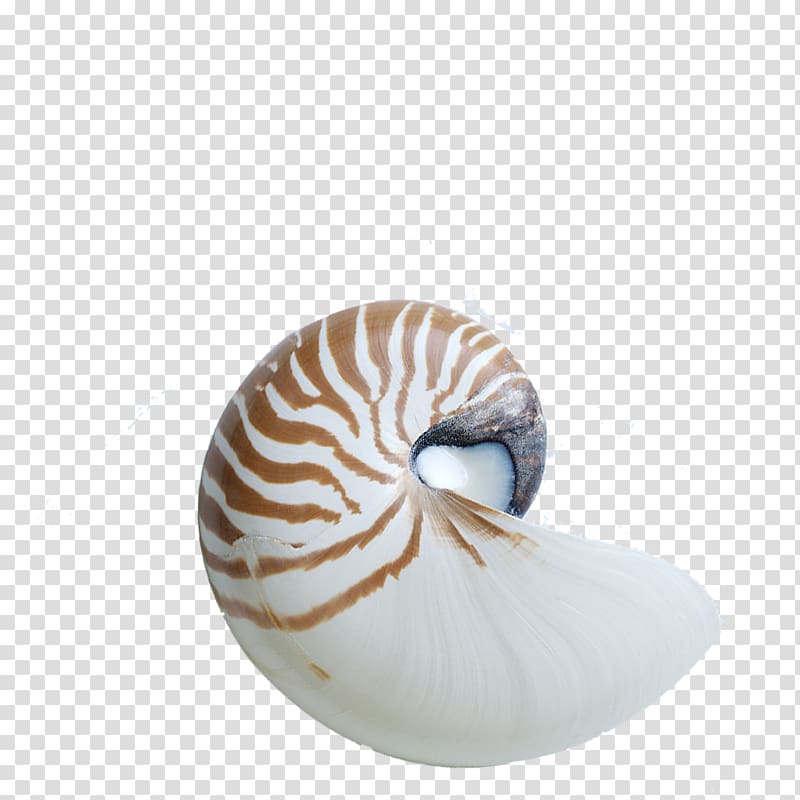 Chambered nautilus Seashell Gastropod shell Sea snail, shell transparent background PNG clipart