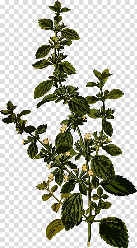 Lemon balm Tea Herb Carmelite Water Officinalis, tea transparent background PNG clipart