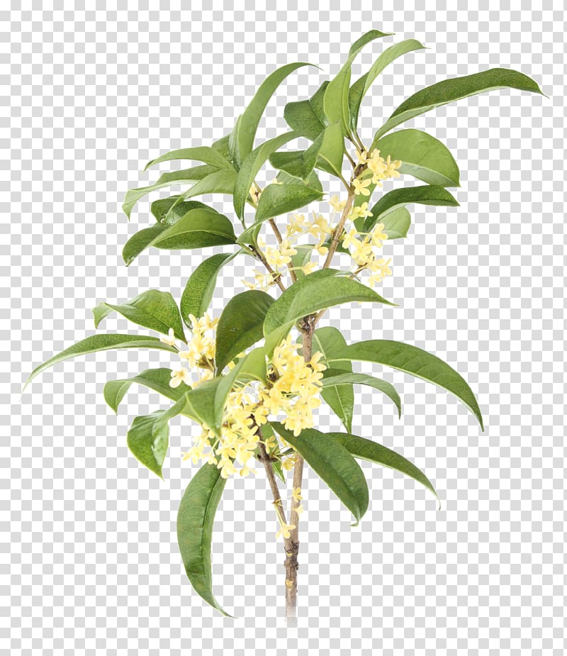 Sweet osmanthus Plant Surajbala Exports Pvt. Ltd. , Butterfly Express Quality Essential Oils transparent background PNG clipart
