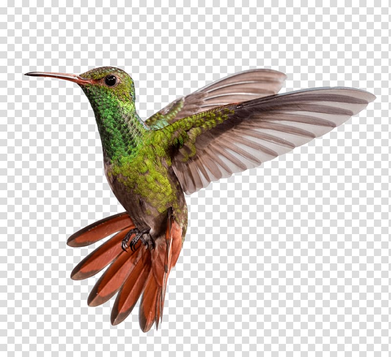 Hummingbird M Beak Wing, Bird transparent background PNG clipart