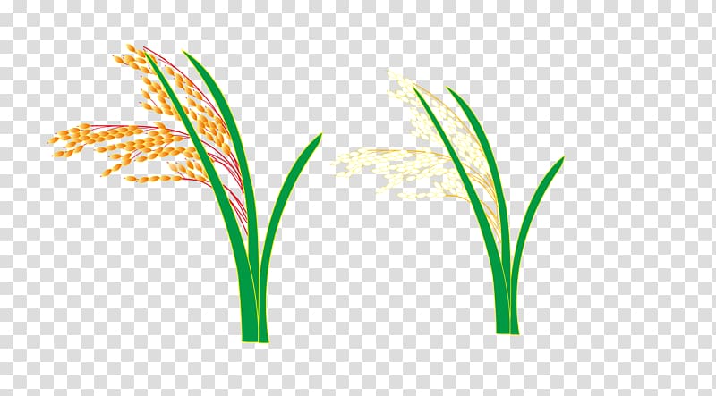 Logo Grasses Leaf Plant stem Font, rice and wheat transparent background PNG clipart