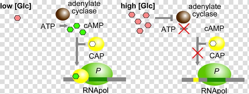 Catabolite activator protein lac operon cAMP receptor protein Cyclic adenosine monophosphate, dashboard transparent background PNG clipart