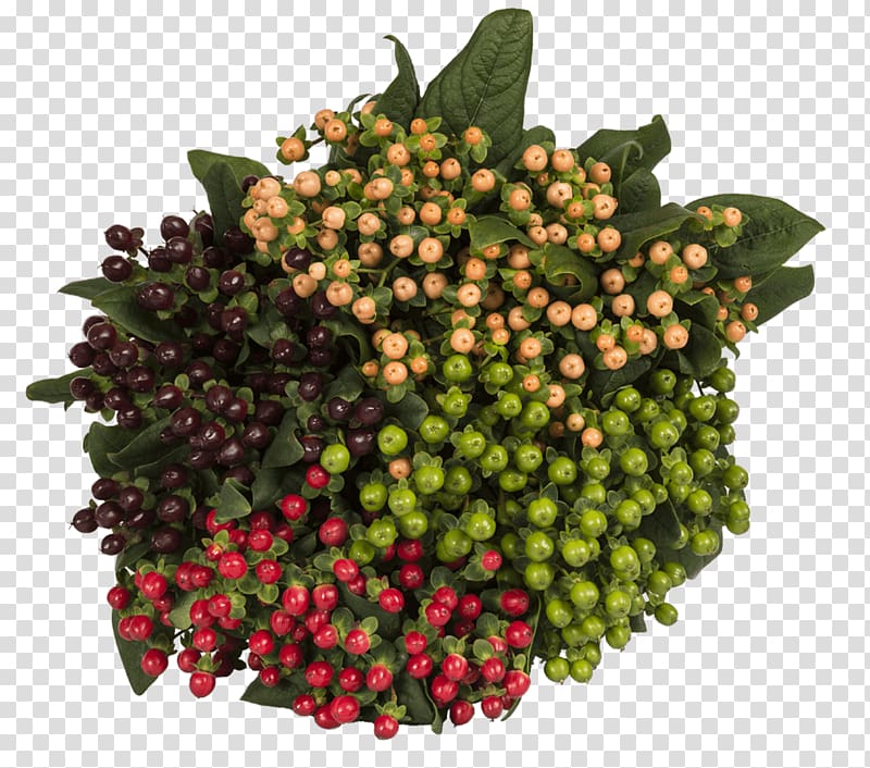 Flower Food Berries Fruit Vegetable, hypericum berries transparent background PNG clipart