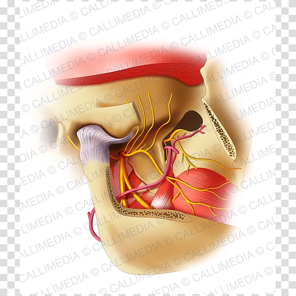 Mandibular nerve Jaw Trigeminal nerve Alaleuanluu, bocca transparent background PNG clipart