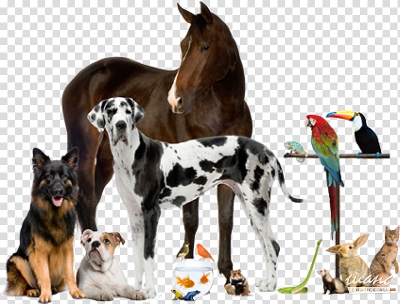 Veterinarian Veterinary medicine Pet Animal, others transparent background PNG clipart