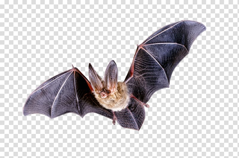 black and brown bat illustration, Bat transparent background PNG clipart