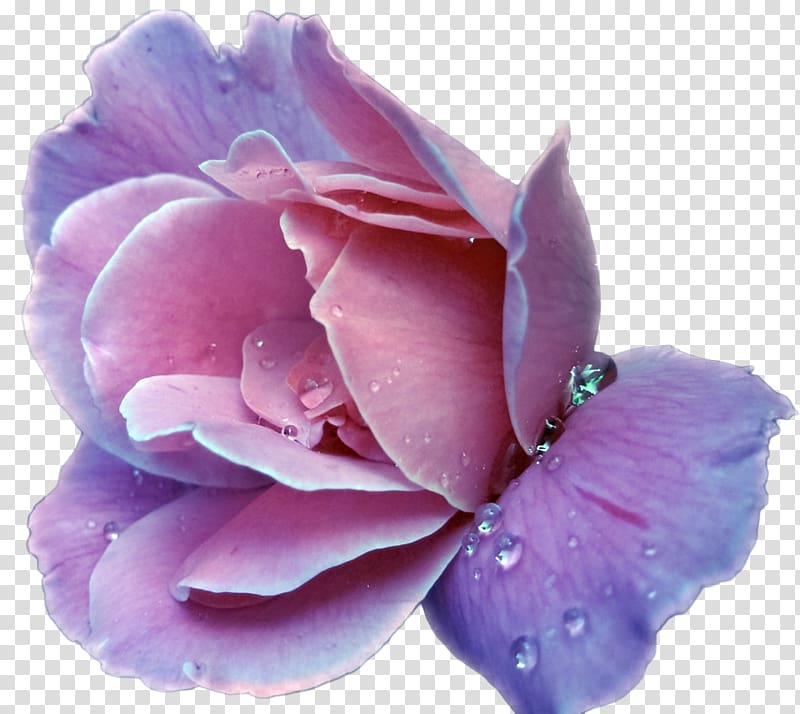 Lavender Flower Purple Rose , lavender transparent background PNG clipart