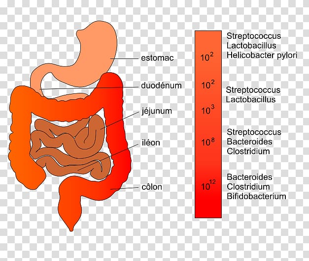 Gut flora Intestine Lactobacillus Bacteria, Gastroenterology transparent background PNG clipart