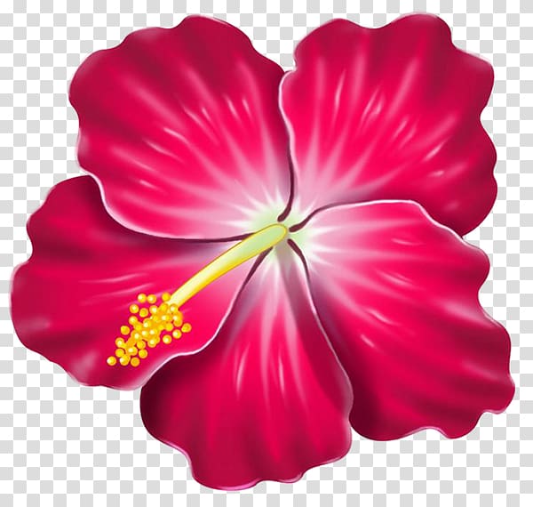 Hawaiian hibiscus , Hibiscus Hawaiian transparent background PNG clipart