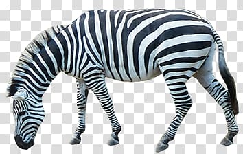 Zebra transparent background PNG clipart