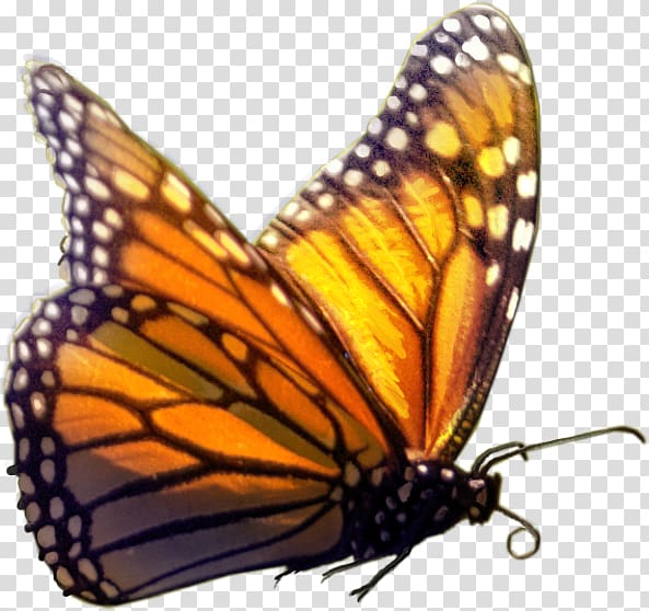 Monarch butterfly Insect, Cartoon Butterfly transparent background PNG clipart