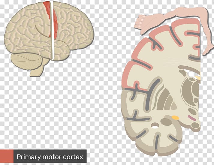 Multipolar neuron Central nervous system Brain, Brain transparent background PNG clipart