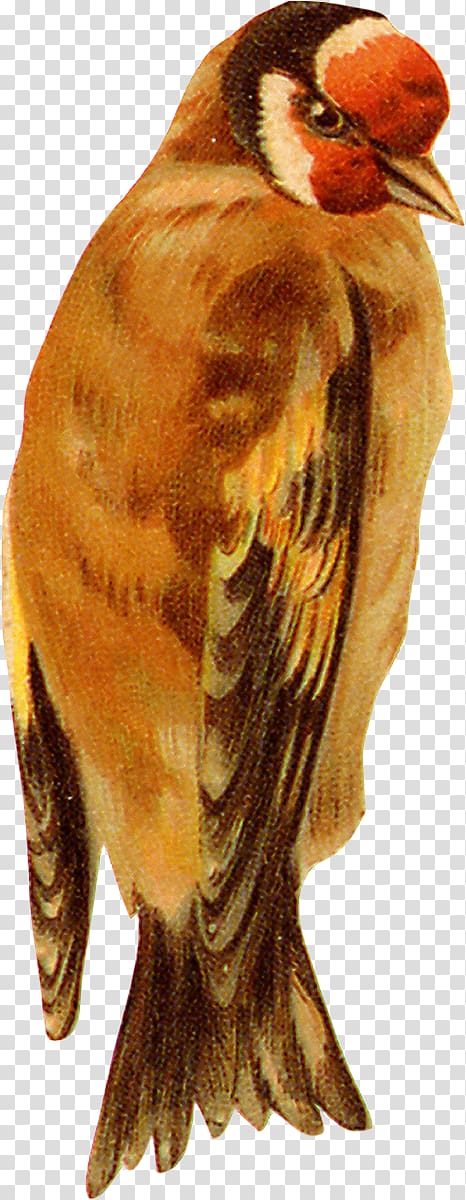 Bird Eurasian tree sparrow Owl, Bird transparent background PNG clipart