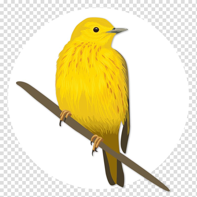 Bird Eurasian golden oriole Old World oriole Beak Feather, big yellow transparent background PNG clipart