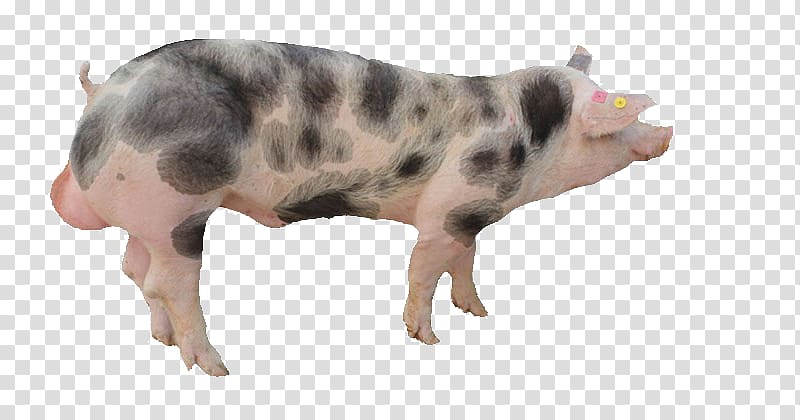 Pixe9train Duroc pig Taihu pig Domestic pig Boar taint, Spotted pig transparent background PNG clipart