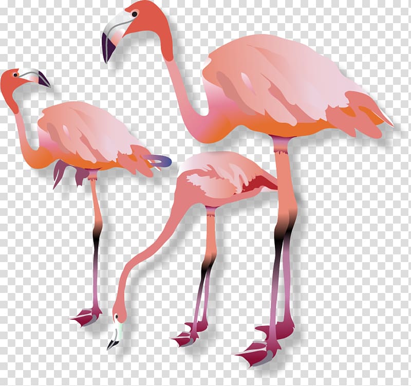 Vertebrate Water bird Beak Flamingo, flamingos transparent background PNG clipart