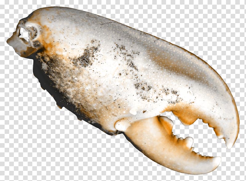 Crab Leg Foot Cangrejo, Crab legs transparent background PNG clipart