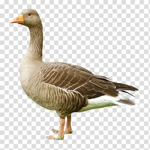 Bird Domestic goose Duck Greylag goose, Ganso transparent background PNG clipart