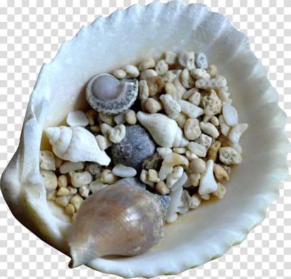 Mussel Oyster Seashell , Shells small shells transparent background PNG clipart