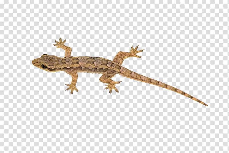 brown lizard illustration, Lizard Reptile House geckos Sauria Blue-tailed skink, Lizard transparent background PNG clipart