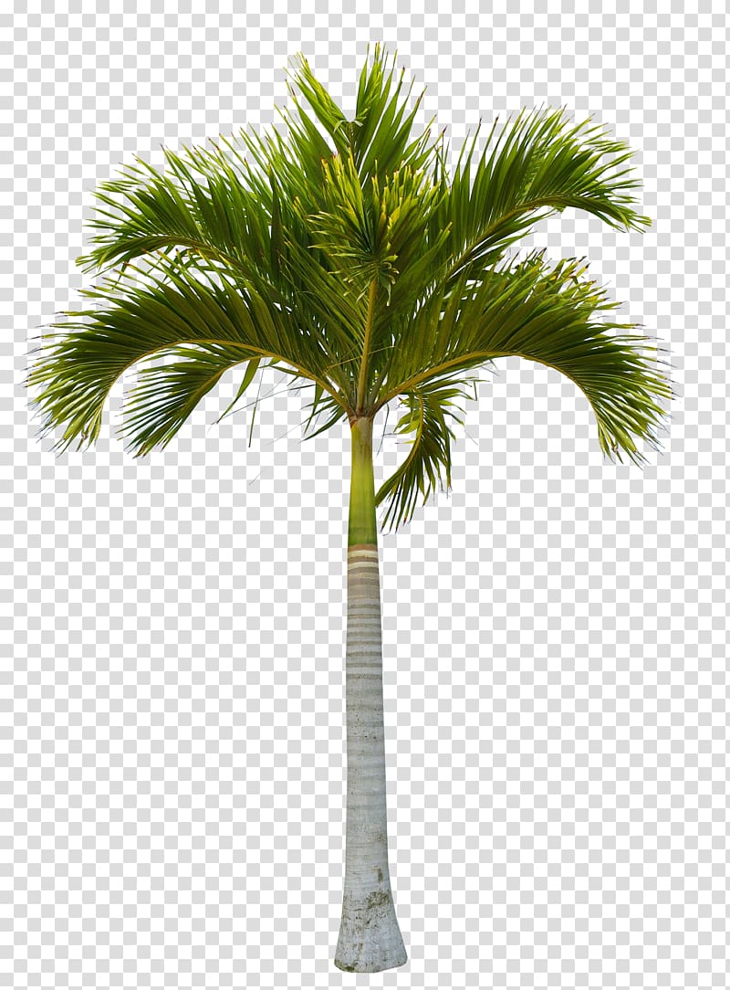 coconut tree , Tree Coconut , Beautiful green coconut trees transparent background PNG clipart