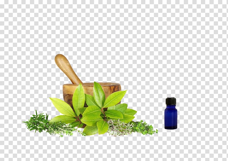 green herbal plants transparent background PNG clipart